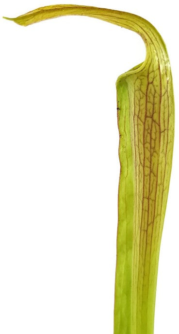 Sarracenia Rubra var. Rubra &quot;Long Lid&quot; MK RR4