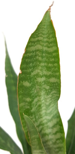 Sansevieria Aubrytiana Dragon - trendiger Bogenhanf