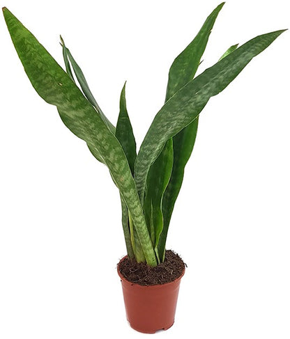 Sansevieria Aubrytiana Dragon - trendiger Bogenhanf