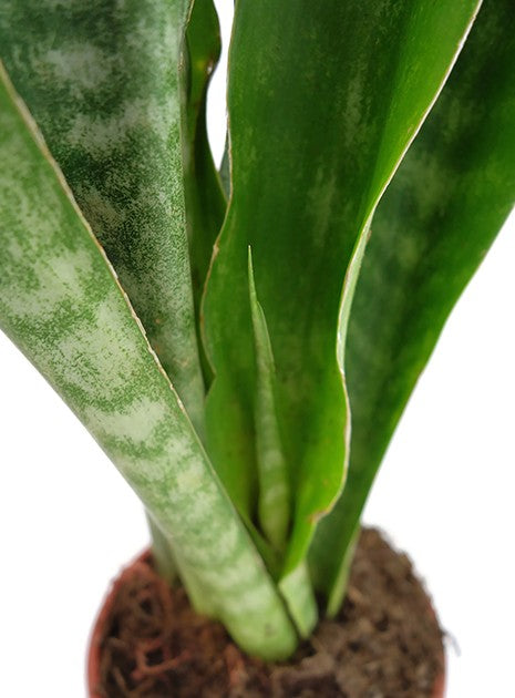 Sansevieria Aubrytiana Dragon - trendiger Bogenhanf