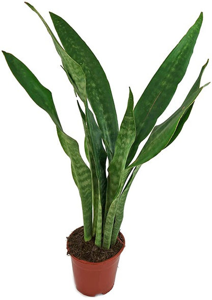 sansevieria aubrytiana dragon Sansevieria Aubrytiana Dragon