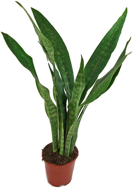 Sansevieria Aubrytiana Dragon - trendiger Bogenhanf