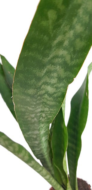 Sansevieria Aubrytiana Dragon - trendiger Bogenhanf