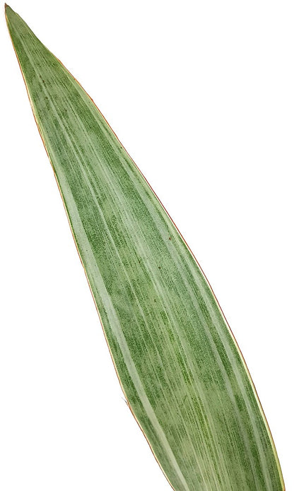 Sansevieria aubrytiana Metallica - silberner Bogenhanf