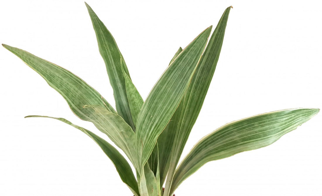 Sansevieria aubrytiana Metallica - silberner Bogenhanf