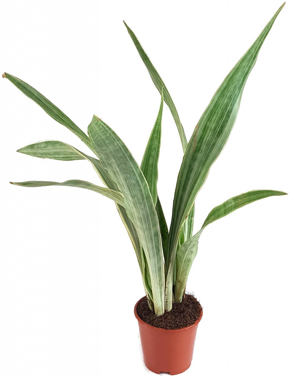 Sansevieria aubrytiana Metallica - silberner Bogenhanf