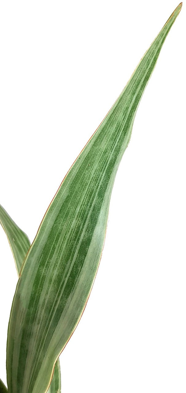 Sansevieria aubrytiana Metallica - silberner Bogenhanf