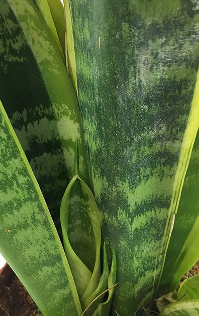 Sansevieria trifasciata &quot;Futura Superba&quot; - Bogenhanf