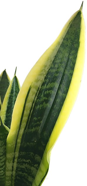 Sansevieria trifasciata &quot;Futura Superba&quot; - Bogenhanf