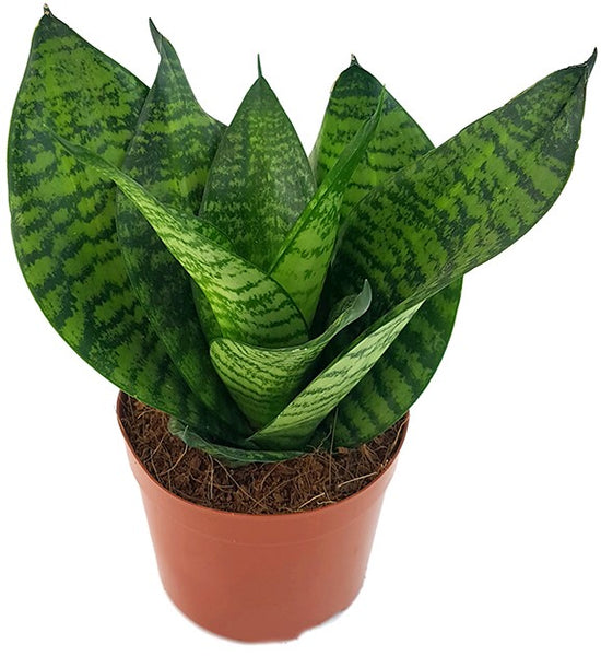 bogenhanf dunkelgrün Sansevieria trifasciata 