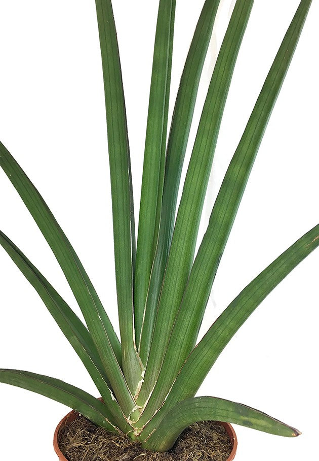 sansevieria cylindrica handshake Sansevieria cylindrica Handshake