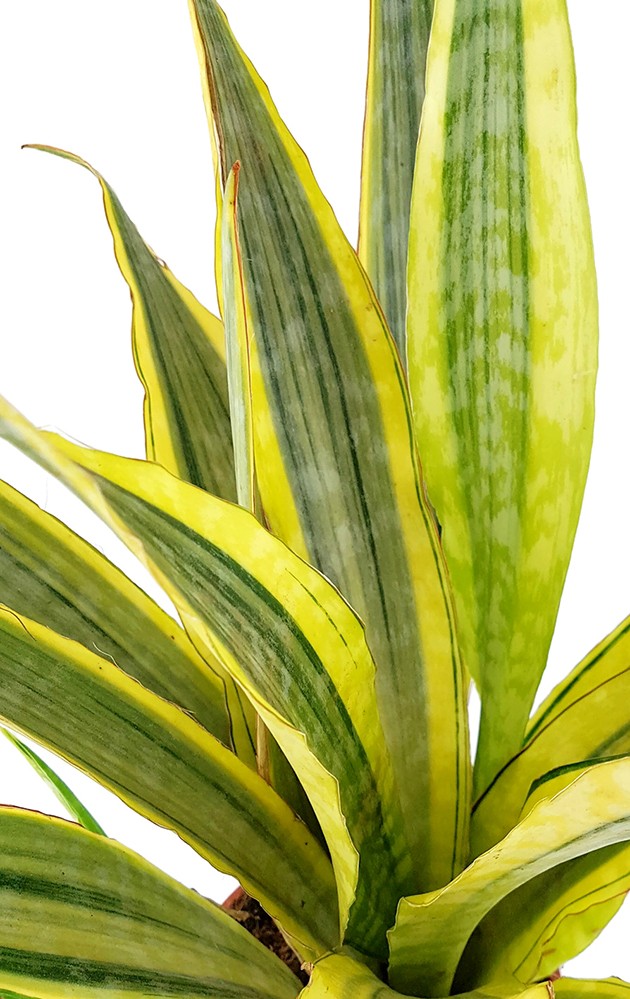 Sansevieria &quot;Lauren&quot; - Bogenhanf