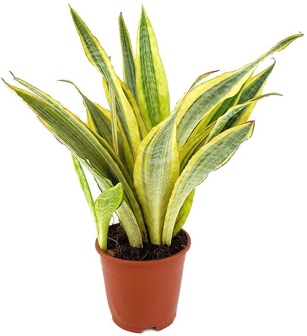 Sansevieria &quot;Lauren&quot; - Bogenhanf