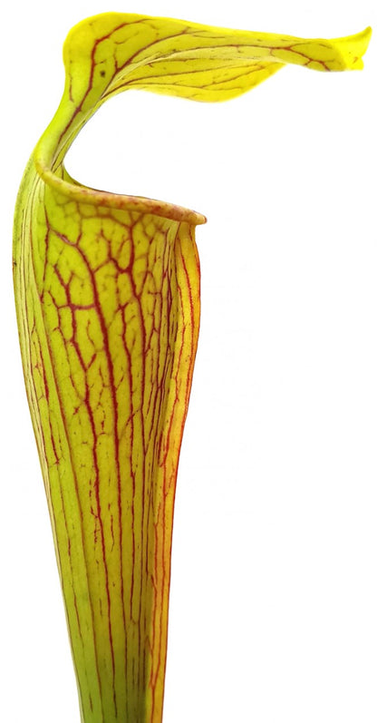 Sarracenia Alata var. Ornata - Hilltop Lakes Leon County Texas MK A16