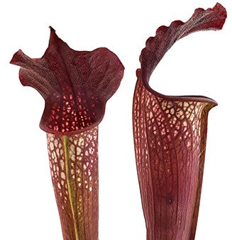 Sarracenia &quot;Bloody Winter&quot; Fangblatt