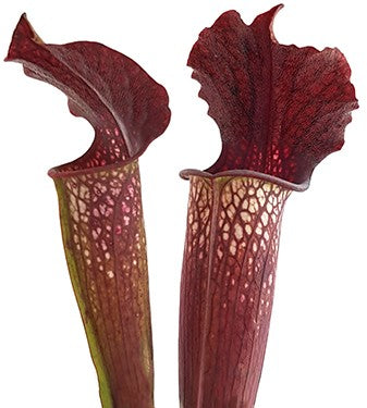 Sarracenia &quot;Bloody Winter&quot; Fangblatt