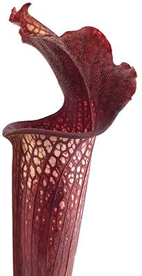 Sarracenia &quot;Bloody Winter&quot; Fangblatt