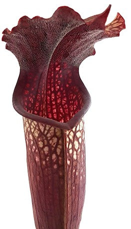 Sarracenia &quot;Bloody Winter&quot; Fangblatt