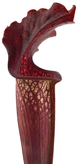 Sarracenia &quot;Bloody Winter&quot; Fangblatt