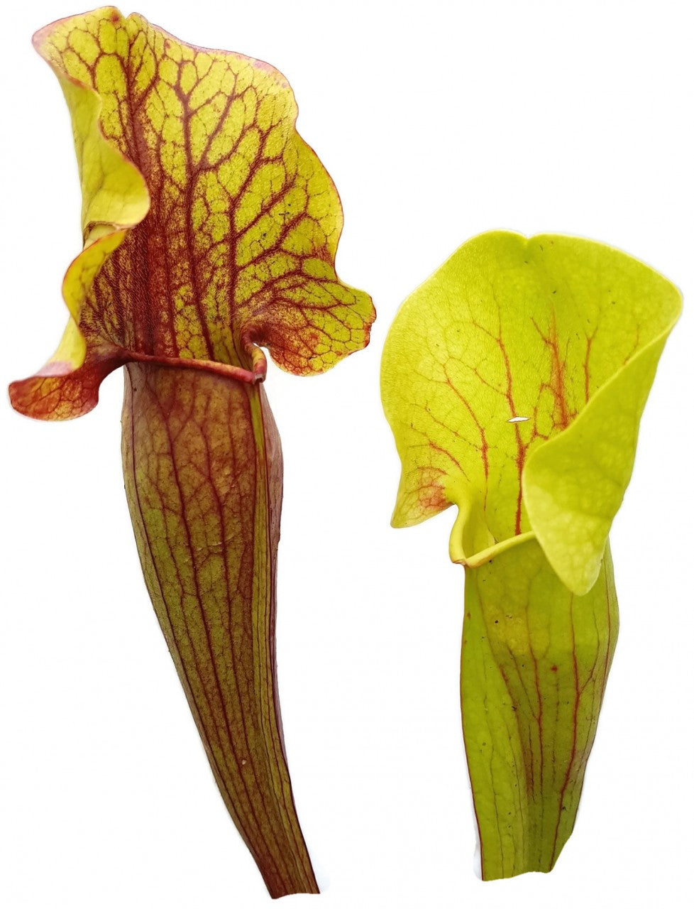 Sarracenia cv. `Vogel`