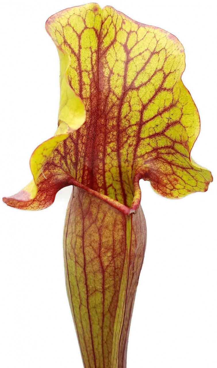 Sarracenia cv. `Vogel`