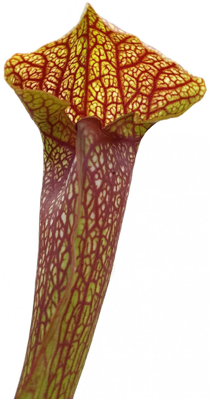 Sarracenia cv. &quot;Dixie Lace&quot;