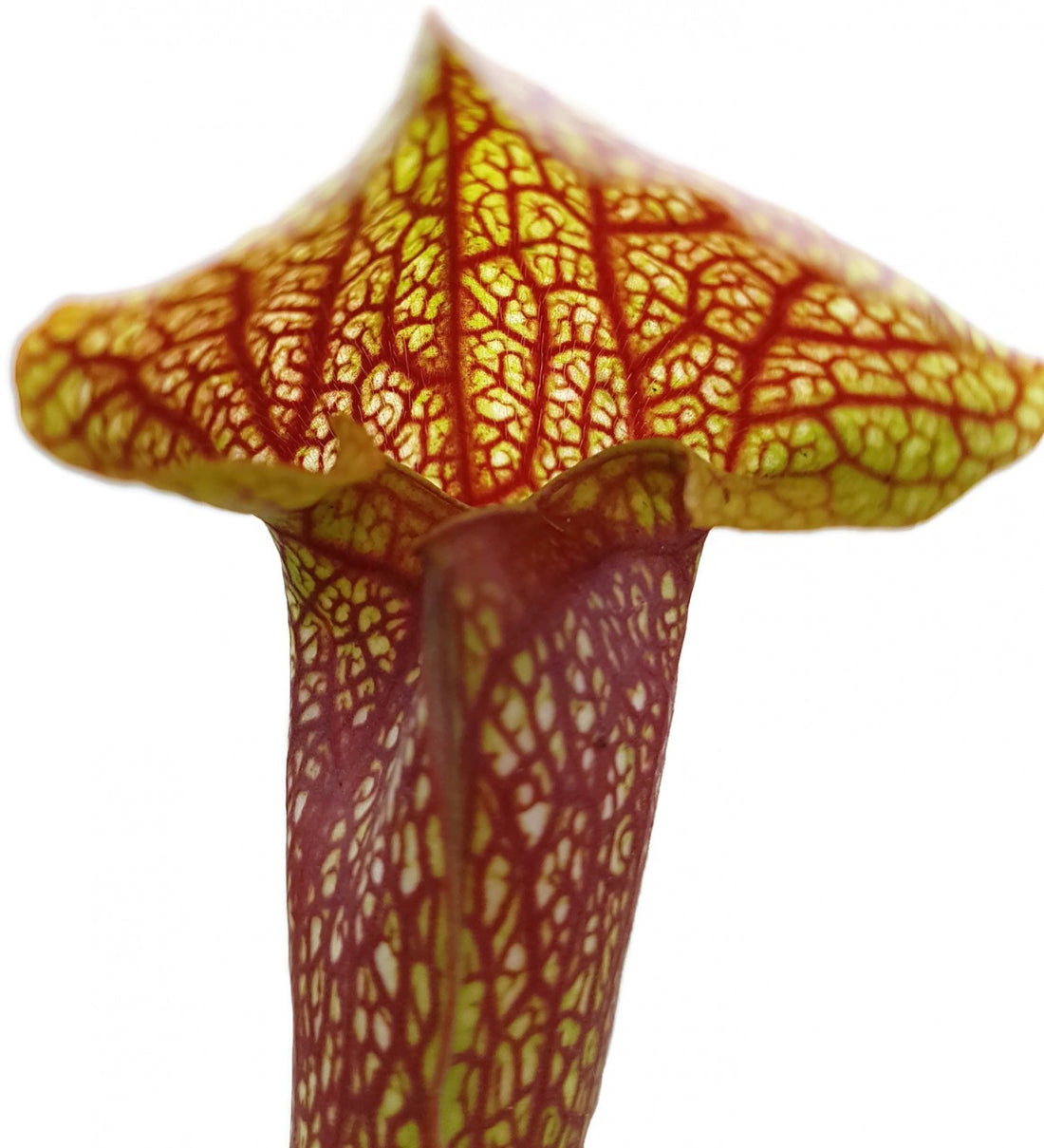 Sarracenia cv. &quot;Dixie Lace&quot;