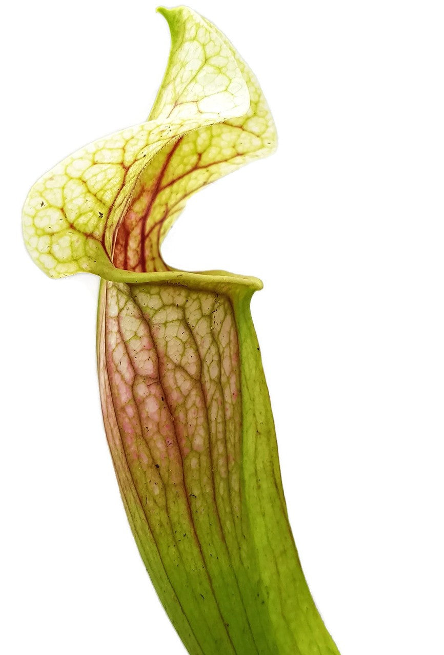 Sarracenia cv. `Eva`