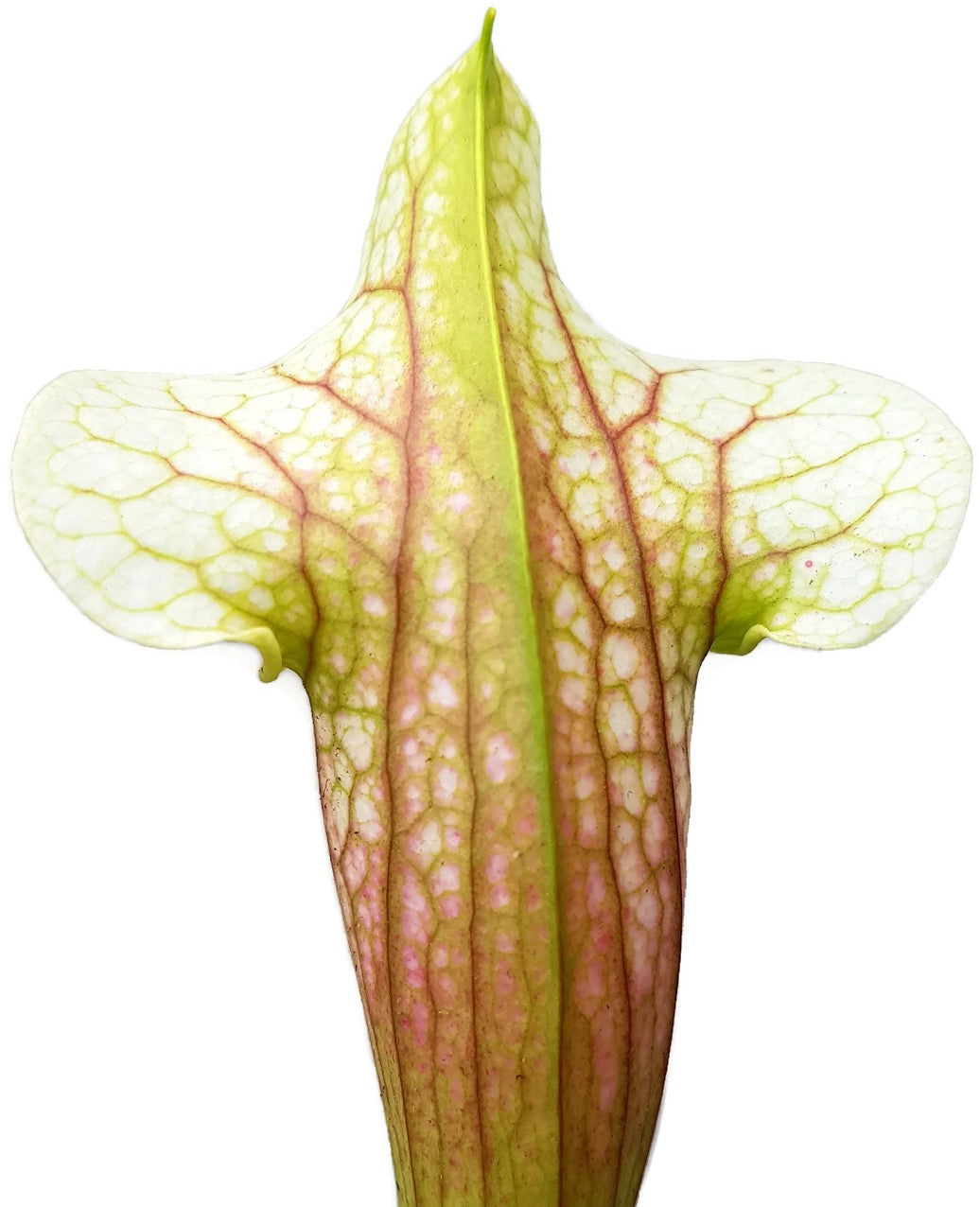 Sarracenia cv. `Eva`