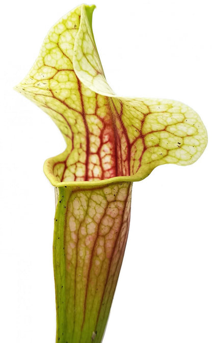 Sarracenia cv. `Eva`