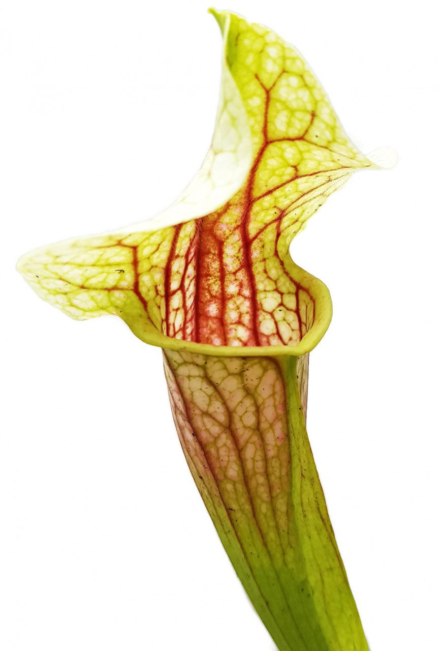 Sarracenia cv. `Eva`