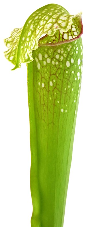 Sarracenia X &quot;Excellens Yellow Flower&quot;