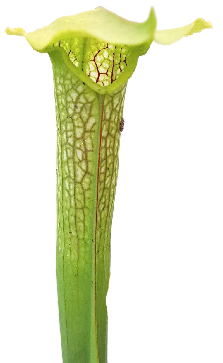 Sarracenia X cv. "Hummer"s Hammerhead"