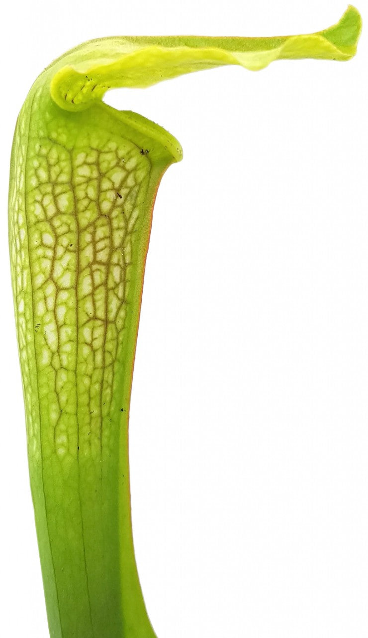 Sarracenia X cv. &quot;Hummer&quot;s Hammerhead&quot;