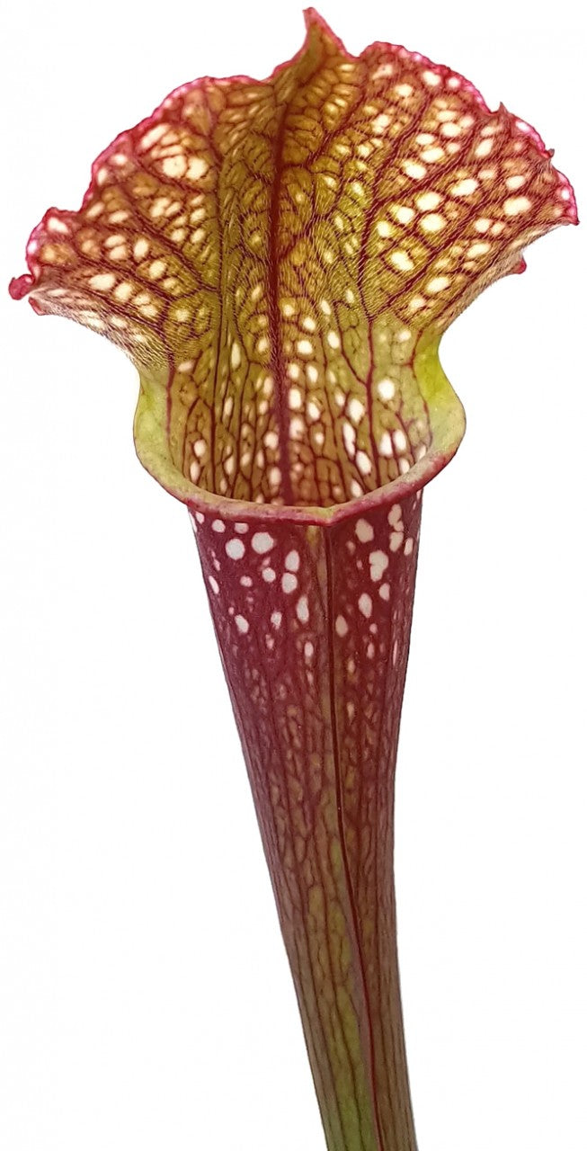 Sarracenia X &quot;Ladies in Waiting&quot;