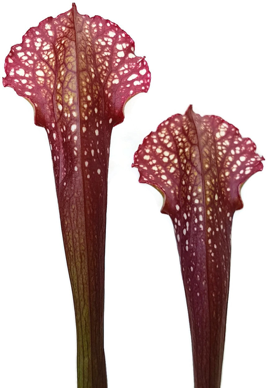 Sarracenia X &quot;Ladies in Waiting&quot;