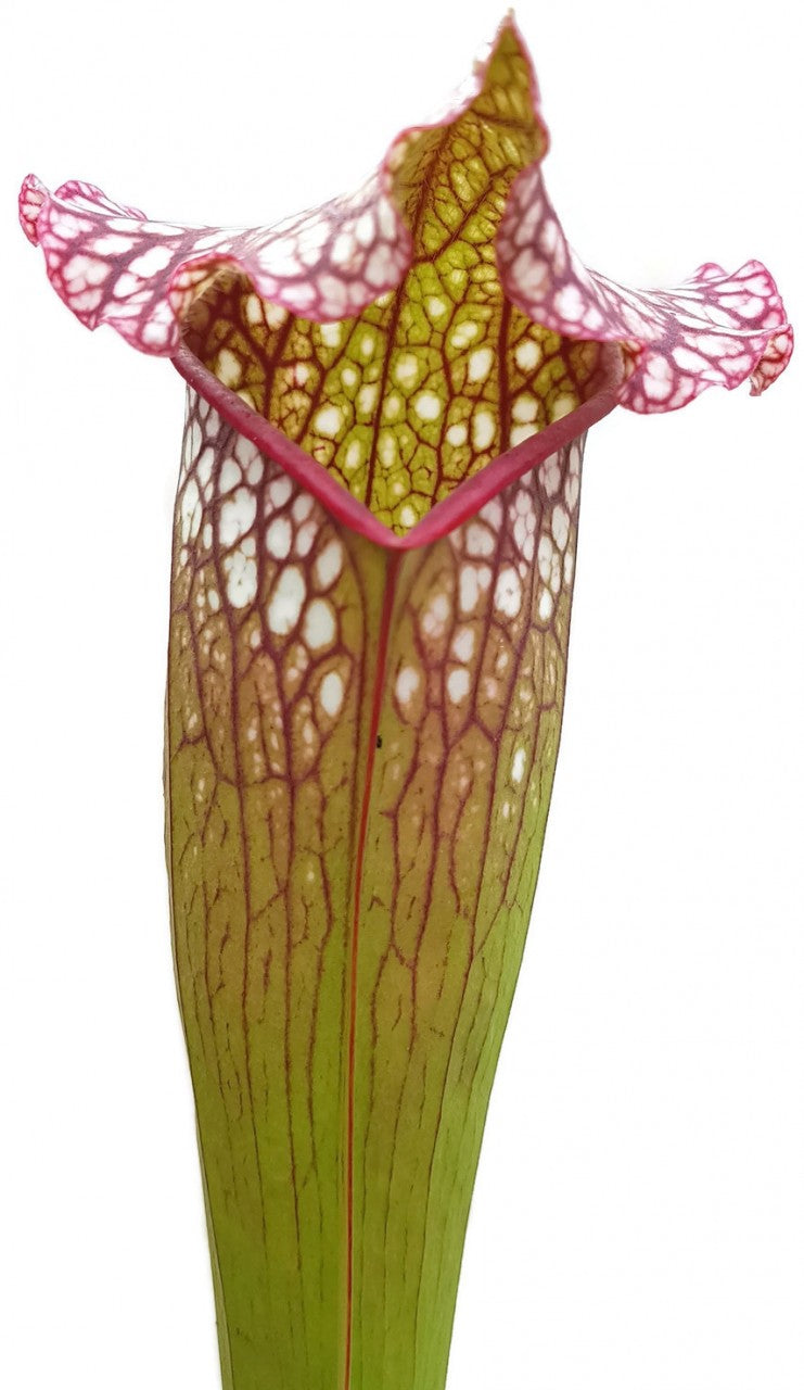 Sarracenia Leucophylla x &quot;Jutathip Soper&quot; Klon 1