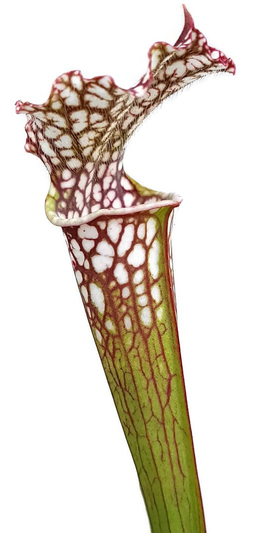 Sarracenia Leucophylla - Gracil Fast Grower