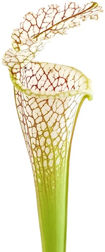 Sarracenia Leucophylla &quot;Gulf Breeze&quot; MK L95