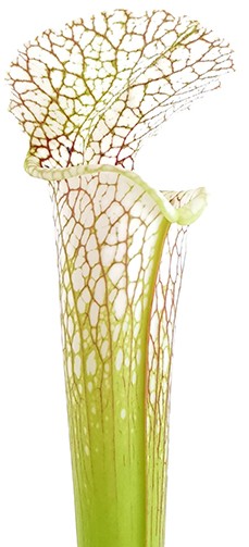 Sarracenia Leucophylla &quot;Gulf Breeze&quot; MK L95