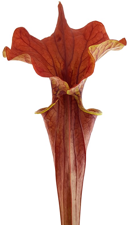 Sarracenia &quot;Lightning Rose&quot;