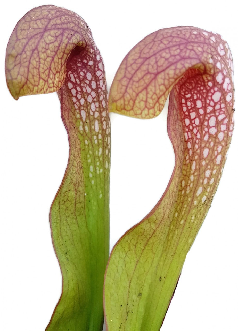 Sarracenia minor (Okee giant) x psittacina