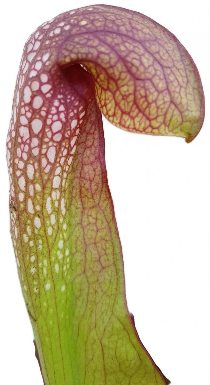 Sarracenia minor (Okee giant) x psittacina