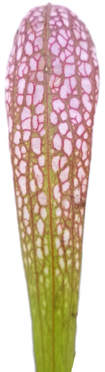 Sarracenia minor (Okee giant) x psittacina