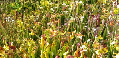 Sarracenia-Set "Amuse-Gueule"