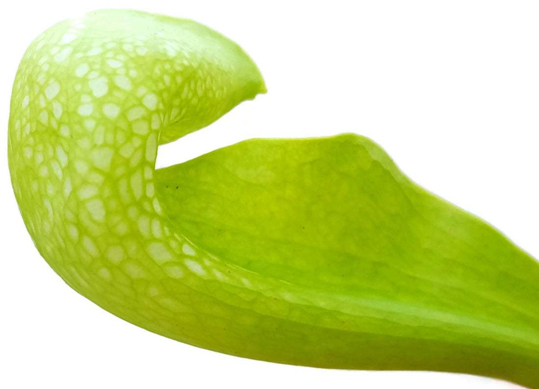 Sarracenia Psittacina "Green Form"
