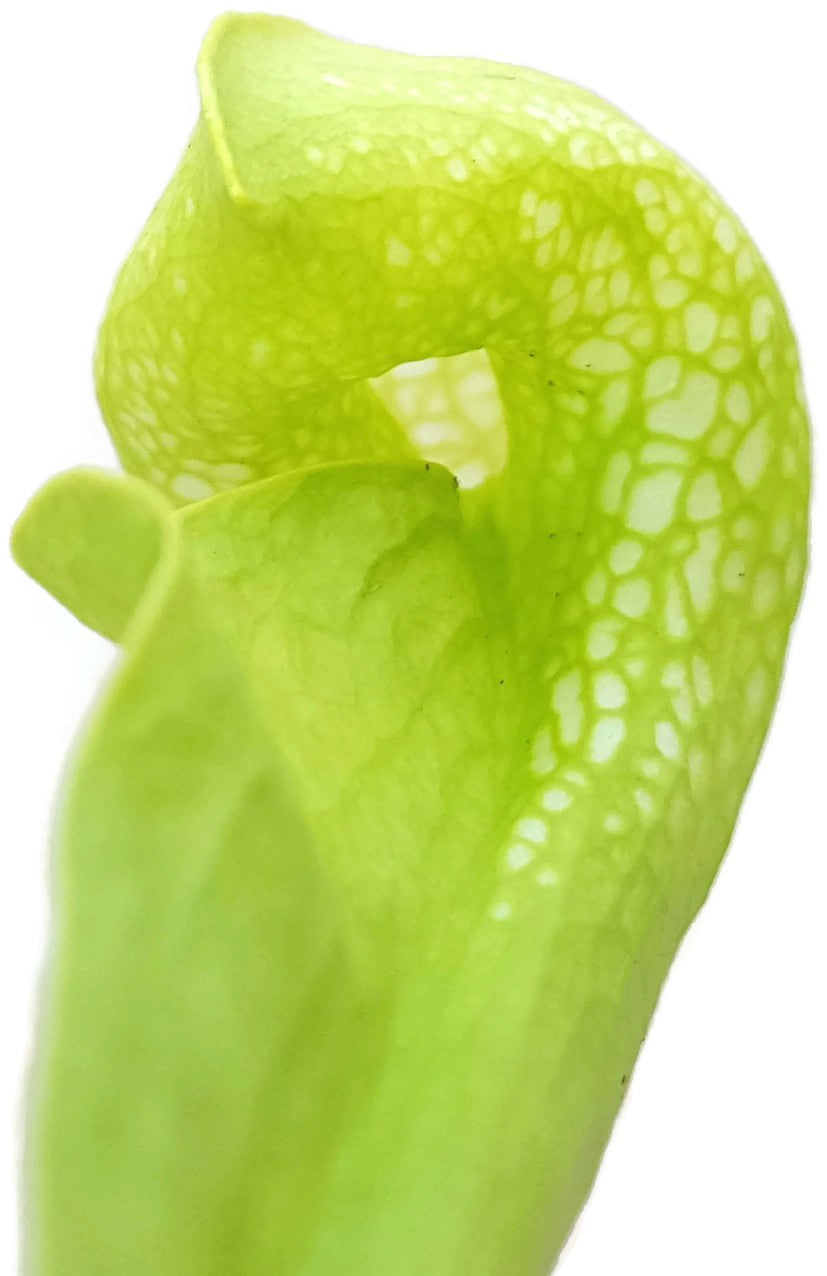 Sarracenia Psittacina "Green Form"