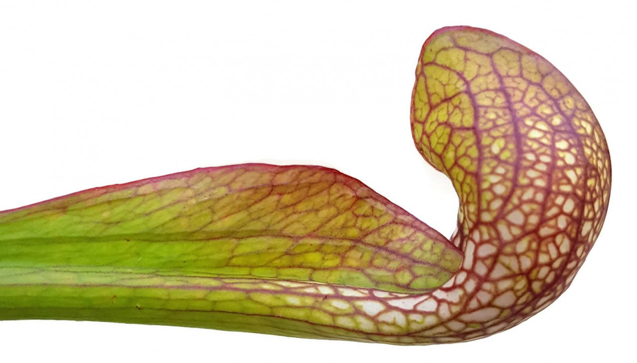 Sarracenia Psittacina