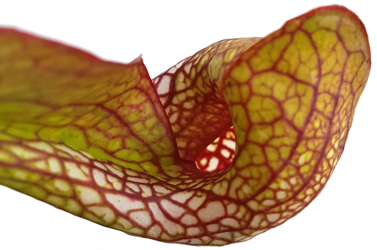 Sarracenia Psittacina