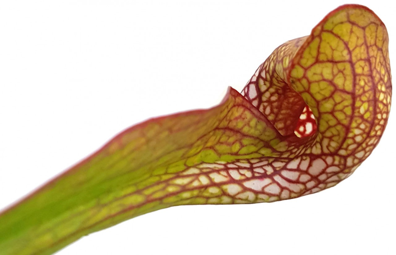 Sarracenia Psittacina